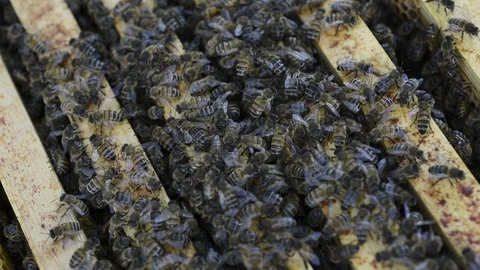 Bee's 2.1 Stockbeeldmateriaal 122349222