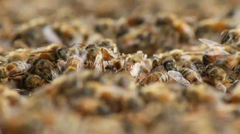 Bees 26 Stock Footage 862028