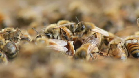 Bees 27 Vidéo 862139