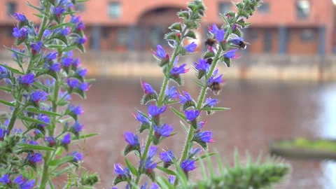 Bees at 30p Stock Footage 277369609