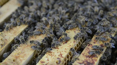 Bee's 3.1 스톡 동영상 122349434