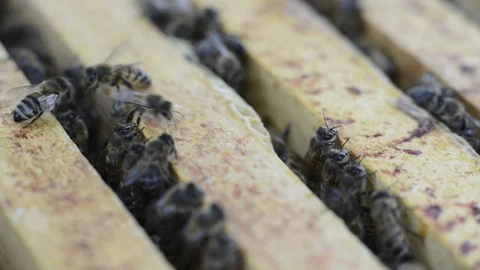 Bee's 4.1 스톡 동영상 122348529