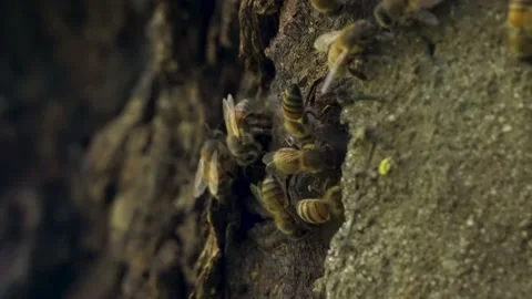 Bees in 4K Stock Footage 142333942