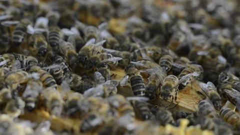 Bee's 6 .1 스톡 동영상 122348698