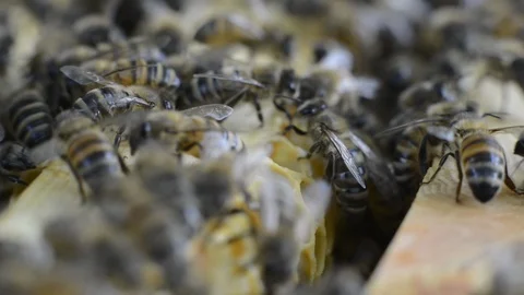 Bee's 7 .1 스톡 동영상 122348831