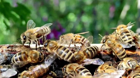 Bees in Action Inside Beehive - Macro Footage Video stock 310053573
