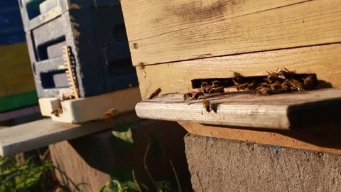 Bees in action as they fly and return to the hive on a hot summer day Stock Footage 252094702