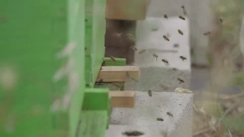 Bees actively entering and exiting a weathered green wooden beehive in a garden  Video stock 338011269
