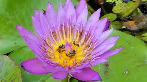 Bees actively flying around lotus. Stock Footage 84942273
