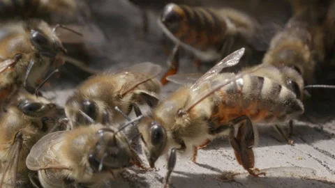 Bees actively moving around hive entrance Stock Footage 307576953