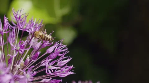 Bees actively pollinating vibrant purple allium flowers. Pollinator awareness Stock Footage 266939247