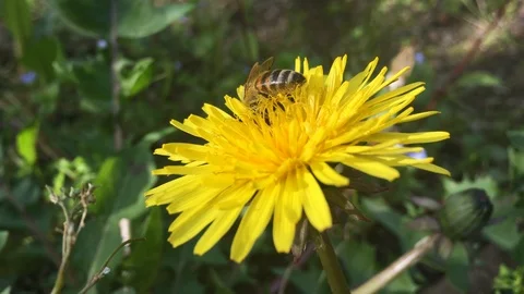 Bee’s adventure 스톡 동영상 106823727