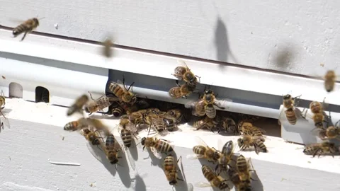 Bees against the background of a hive Stock Footage 315870135