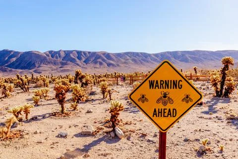 Bees Ahead 2 Fotos de archivo