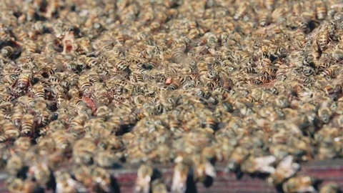 Bees amassed and swarming together on surface close shot Stock Footage 84264067