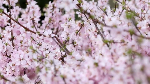 Bees among the flowers Vídeo Stock 344832879