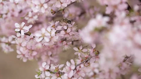 Bees among the flowers Stockbeeldmateriaal 344832880