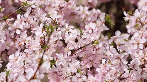 Bees among the flowers Stock Footage 344832949