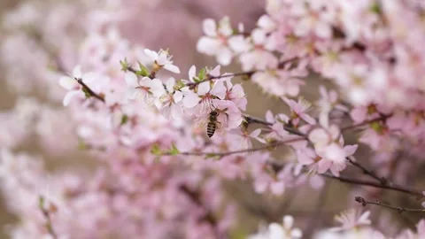 Bees among the flowers Video stock 344832950