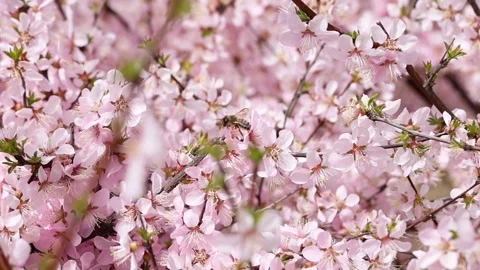 Bees among the flowers Vídeo Stock 344832953