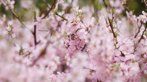 Bees among the flowers Vídeo Stock 344832980