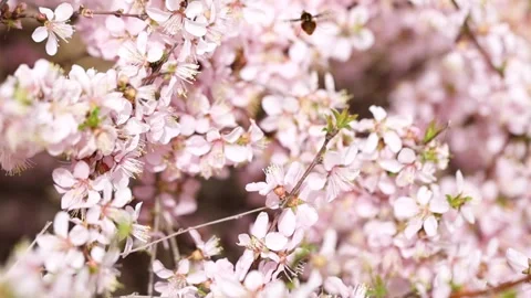 Bees among the flowers Stock Footage 344832982