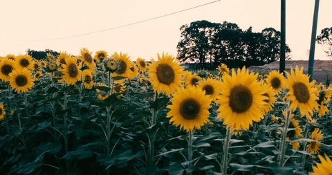 Bees among the sunflowers Stock Footage 92480477