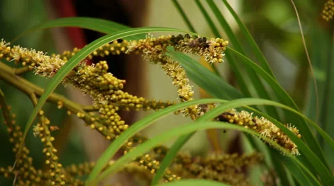 Bees and Ants Stock Footage 29032761