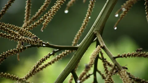 Bees and Ants Stock Footage 29151392