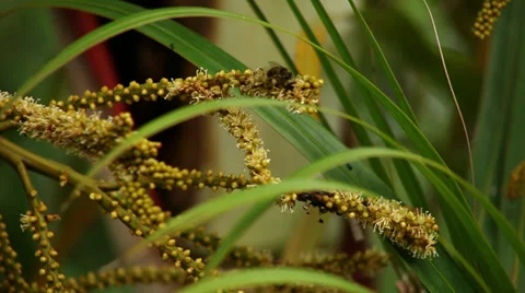 Bees and ants Stock Footage 29151496