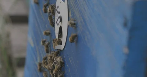 Bees and apiary from one side Stock Footage 107017820