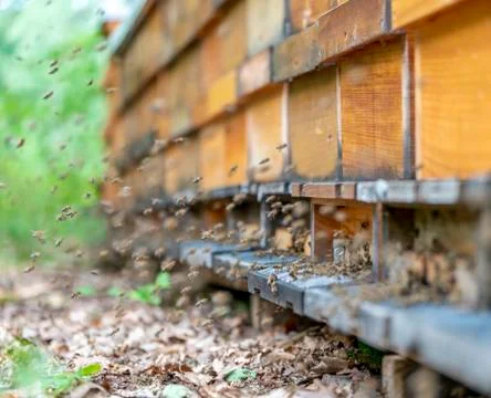Bees and apiary Stock Photos