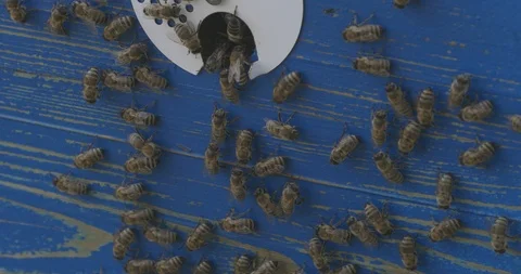 Bees and apiary straight Stock Footage 107016274
