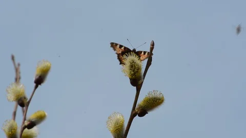 Bees and babaochki in the spring perid collect nectar from the blossoming willow Stock Footage 88608871