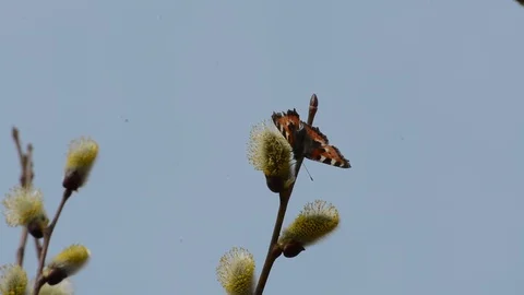 Bees and babaochki in the spring perid collect nectar from the blossoming willow Stock Footage 88608883