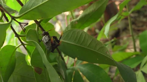 Bees and beehive clinging to the trunk of a water guava tree Stock Footage 221210686