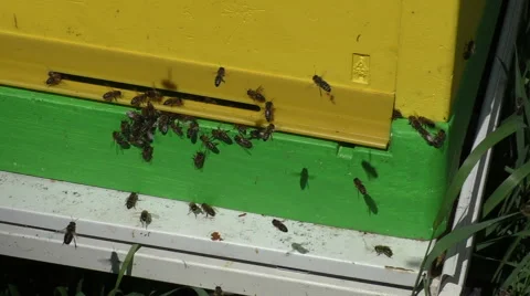 Bees and beehive close-up Video stock 51171787