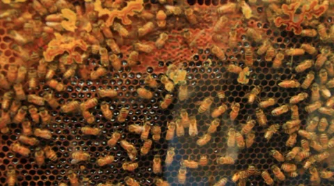 Bees And Beehive Stock Footage 31452824