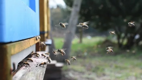 Bees and beehive. Stock-Footage 106334531