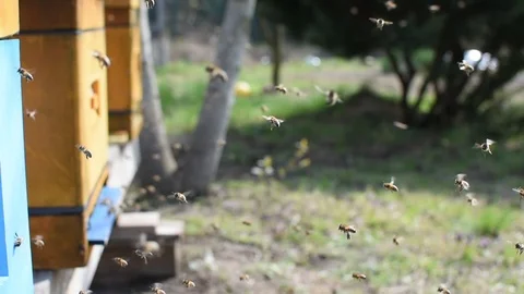 Bees and beehive. Stock-Footage 106334581