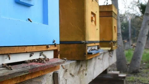 Bees and beehive. Stock-Footage 106334606