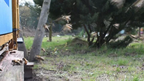 Bees and beehive. Stock-Footage 106334622