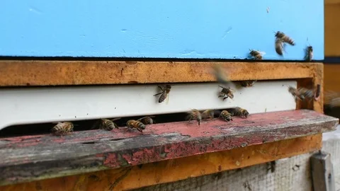 Bees and beehive. Stock-Footage 106334652