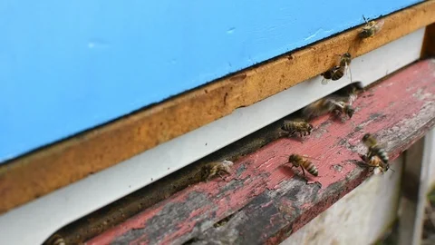 Bees and beehive. Stock-Footage 106334773