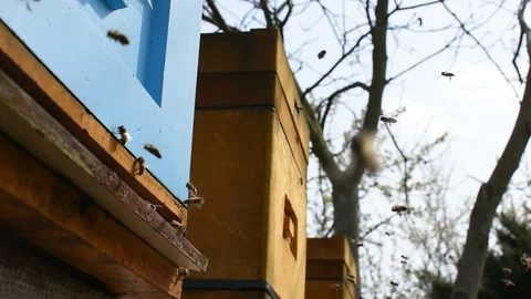 Bees and beehive. Stock-Footage 106334783