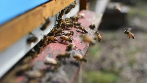 Bees and beehive. Stock Footage 106334797