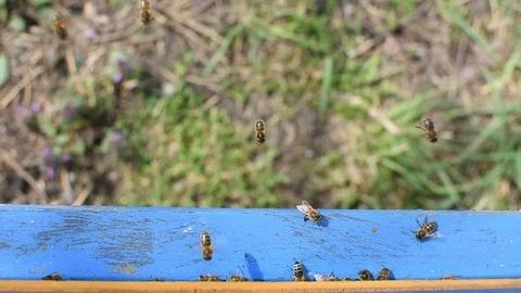 Bees and beehive. Stock Footage 106334915