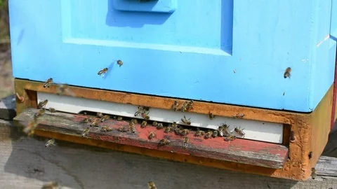 Bees and beehive. Stock Footage 106334924