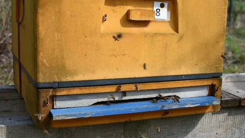 Bees and beehive. Stock Footage 106335119