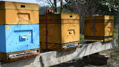 Bees and beehive. Stock-Footage 106335124
